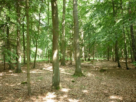 Wald