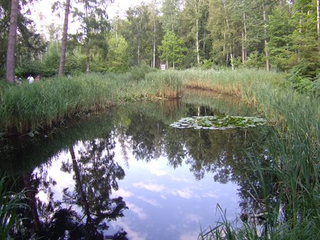 Amphibienwiese